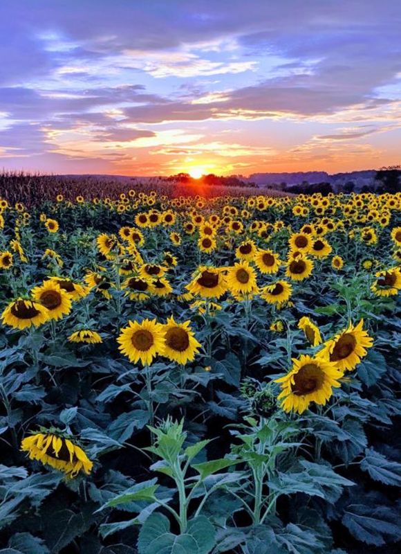 The best time to visit Maryland: Sunflower season!