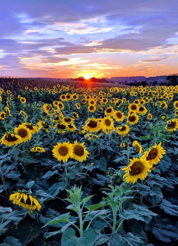 Sunflowers of Lisbon